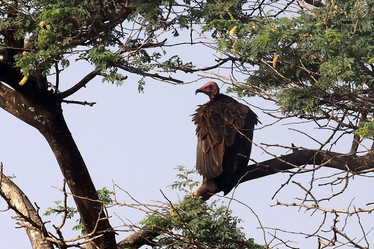 Hooded Vulture